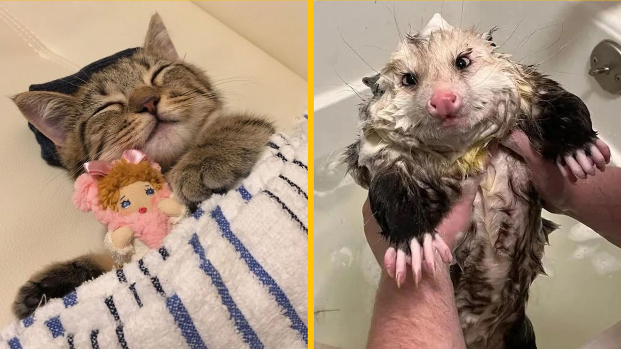 20 zvierat, ktoré využívajú svoju roztomilosť na maximum