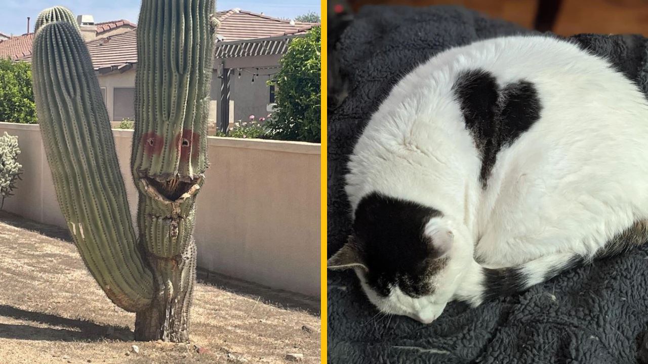 17 fotografií, ktoré dokazujú, že príroda má jedinečný zmysel pre humor