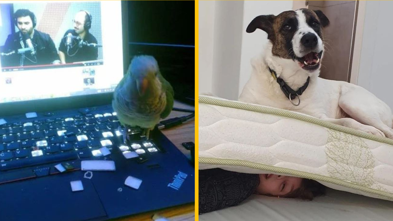 15 zvierat, ktoré sa o dodržiavanie pravidiel príliš nestarajú