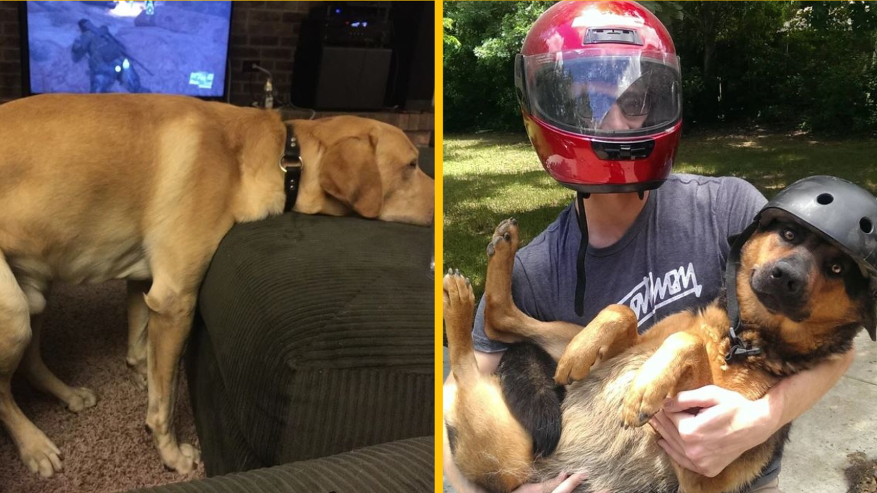 20+ fotografii, pri ktorých vybuchnete do smiechu