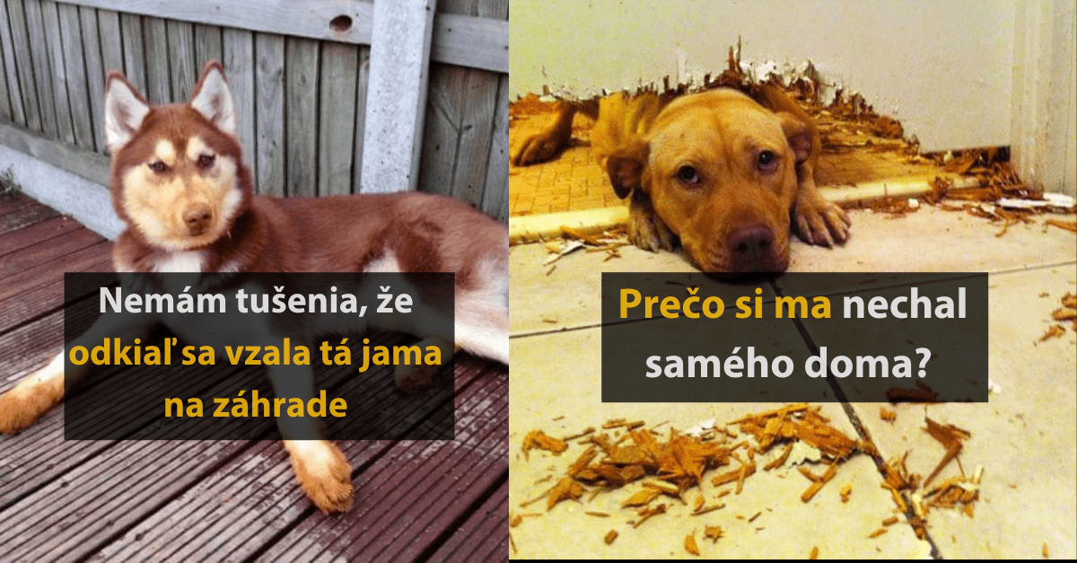 25 komických fotografií psov, ktoré jednoznačne niečo vyviedli