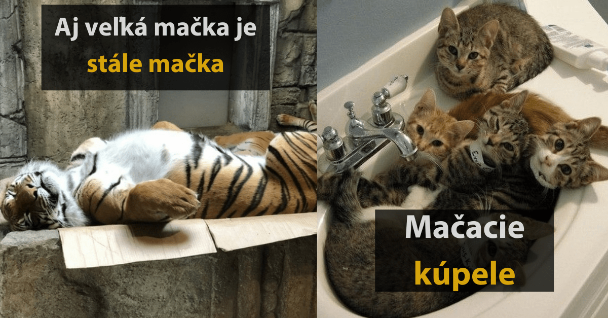 21 vtipných a milých fotografií zvierat, ktoré si vedia spraviť pohodlie úplne kdekoľvek