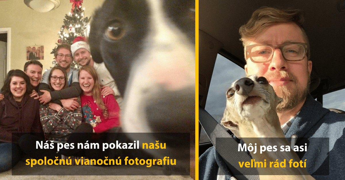 17 vtipných fotografií dokazujúcich, že zvieratá dokážu premeniť každú fotografiu na zábavnú