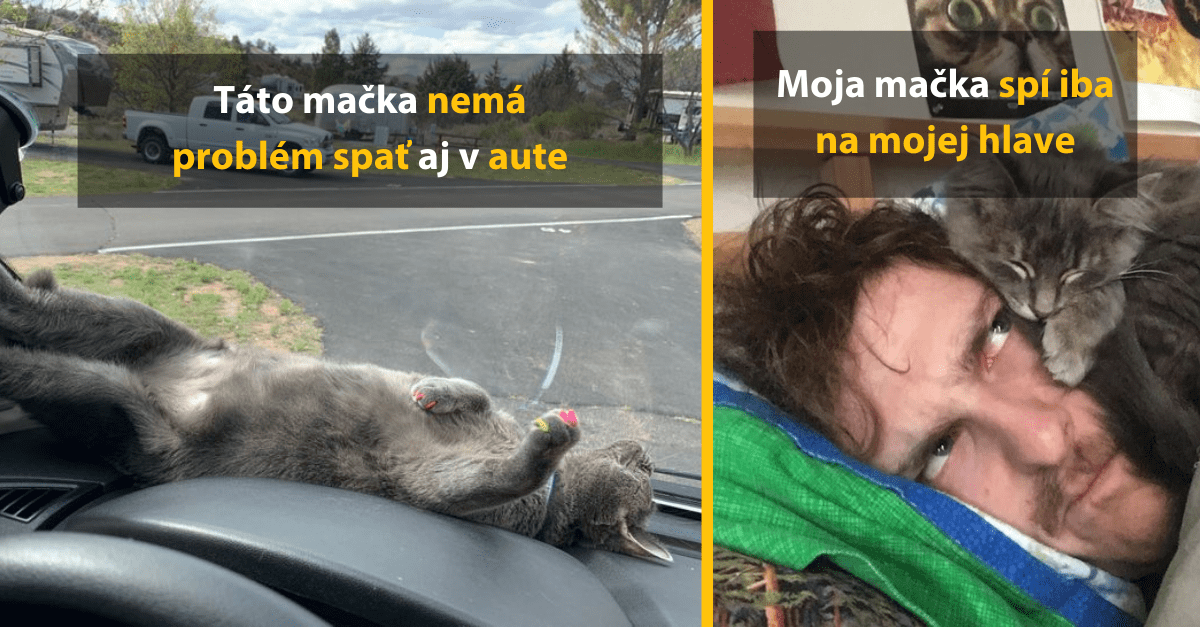 20 vtipných fotiek zvierat, ktoré dokážu zaspať úplne kdekoľvek