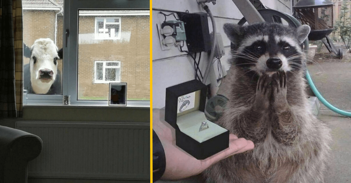 15 vtipných fotografií zvierat, ktoré vám dnes zlepšia deň