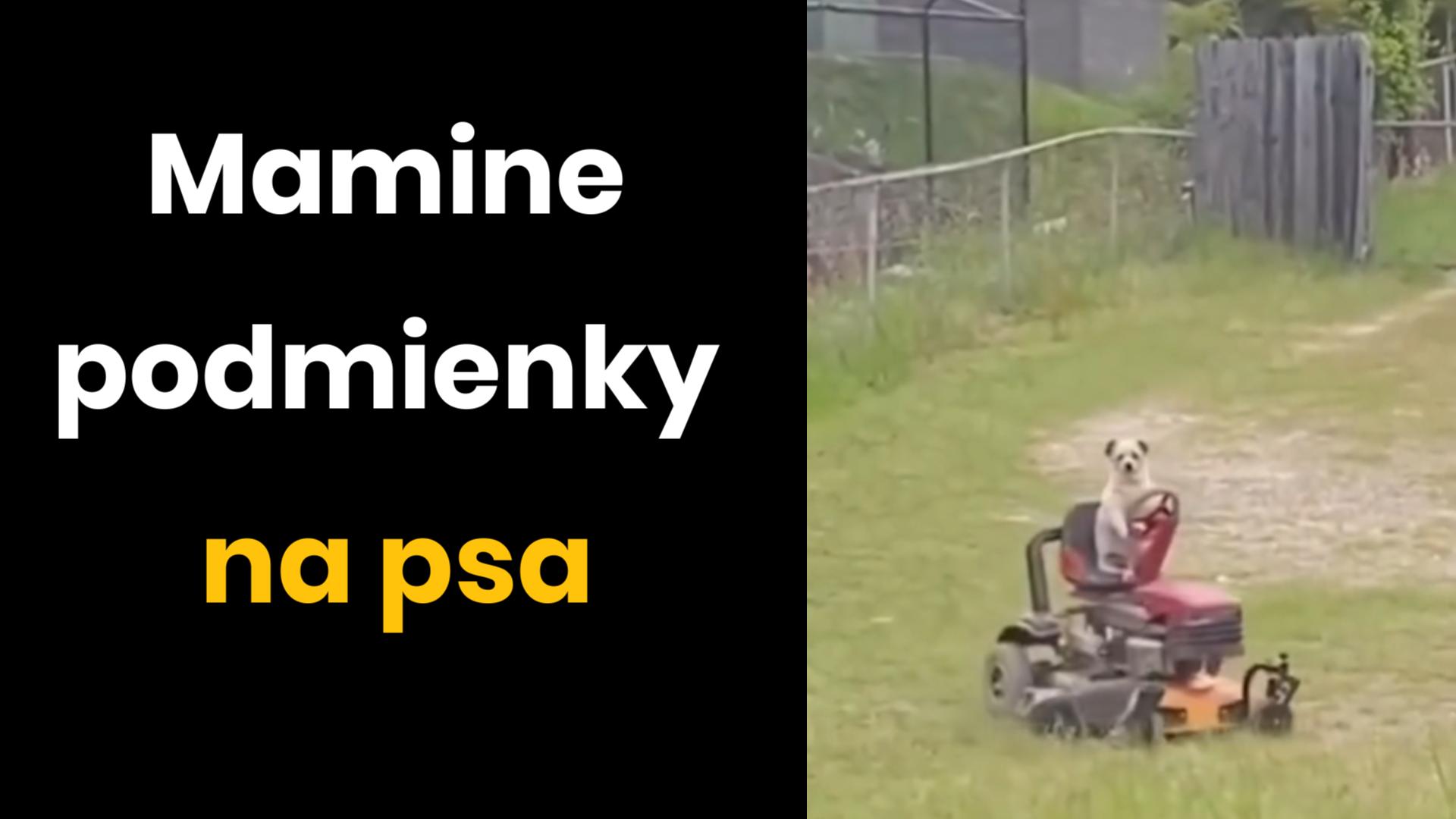 Mamine podmienky pre psa