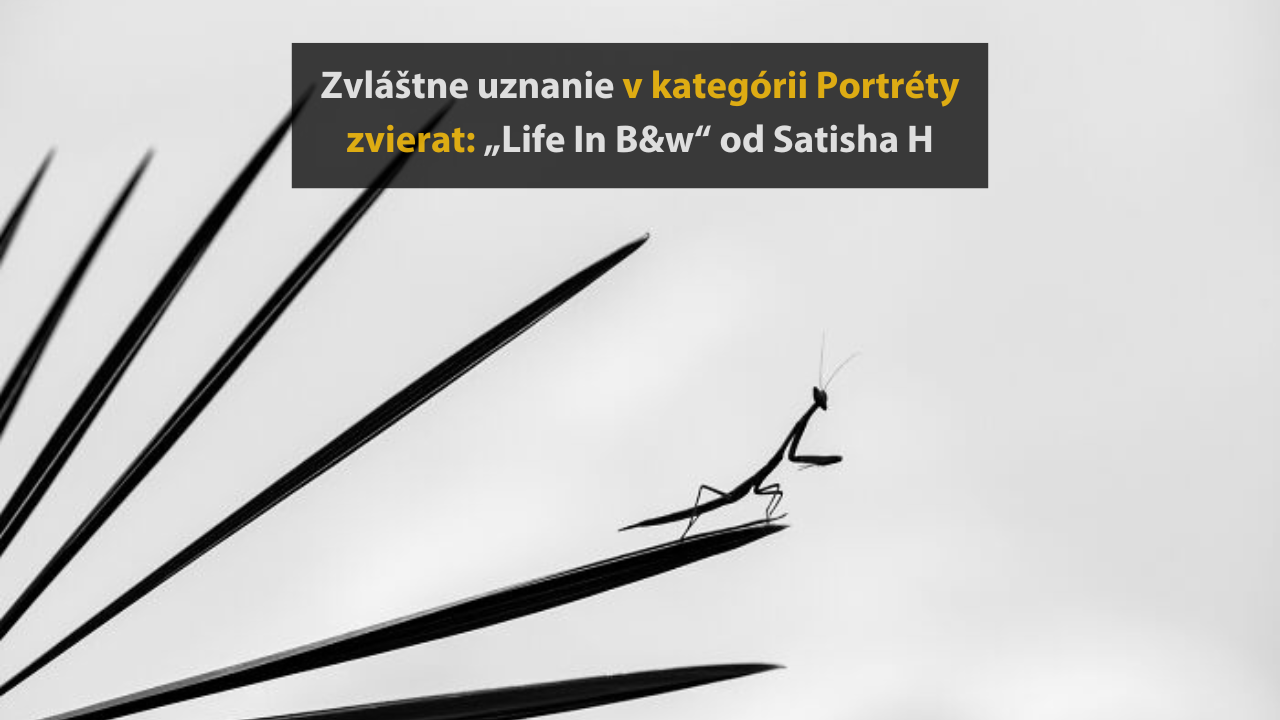 10 ocenených fotografií z fotografickej súťaže „inFocus“ #2