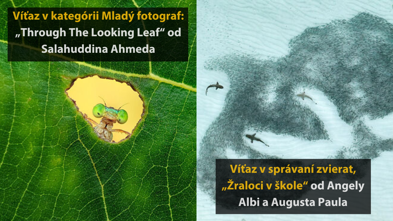 10 ocenených fotografií z fotografickej súťaže „inFocus“ #1