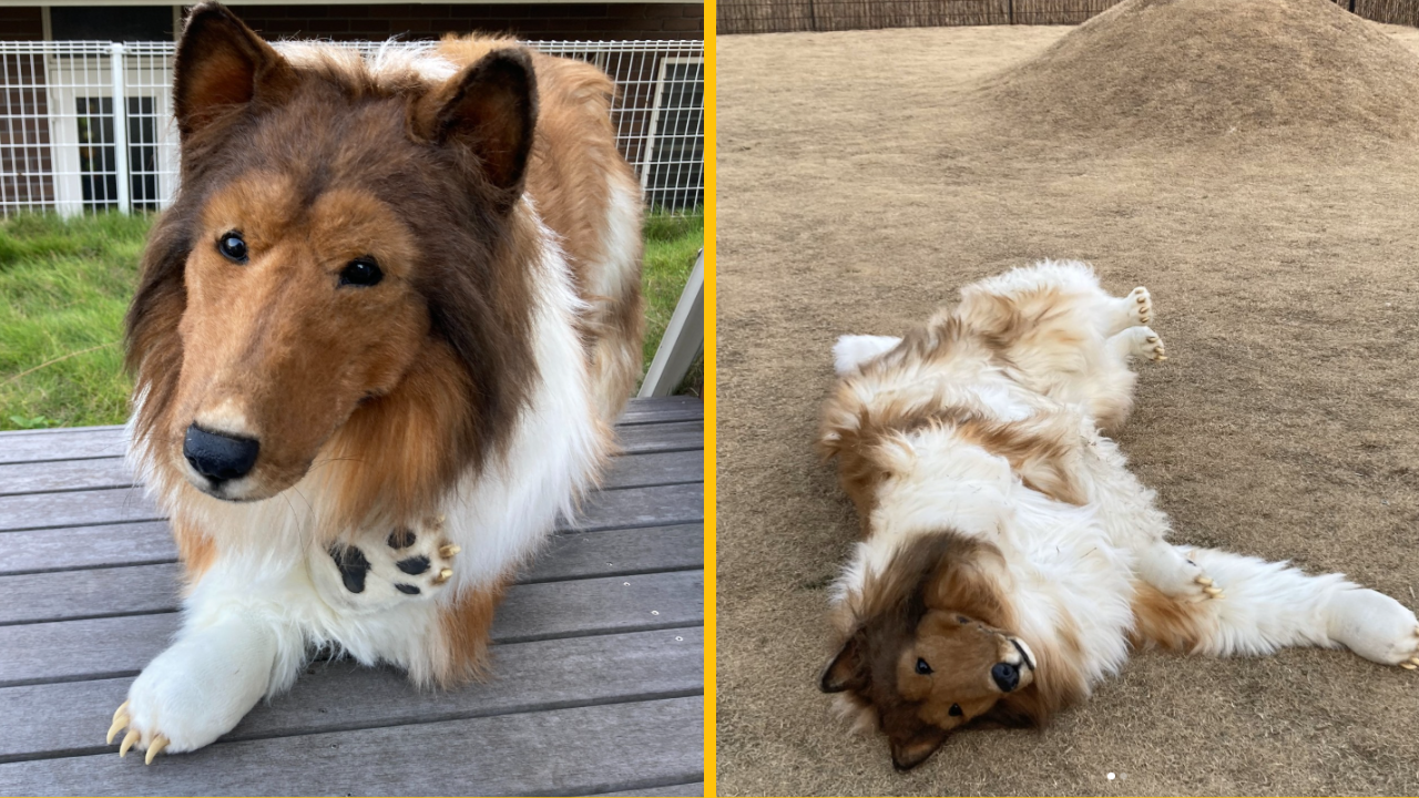 Muž, ktorý minul 12 000 £, aby sa zmenil na psa, posunul svoj biznis na novú úroveň