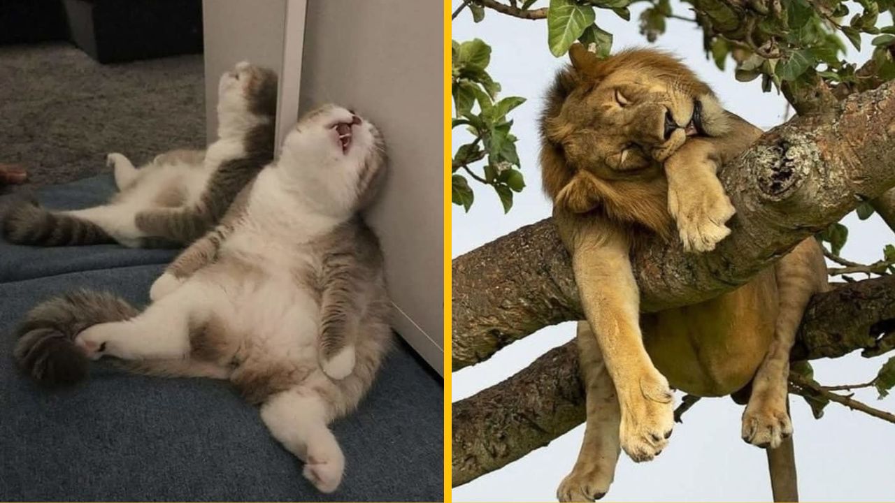 10 vtipných momentiek, ktoré zachytávajú, ako spia zvieratá