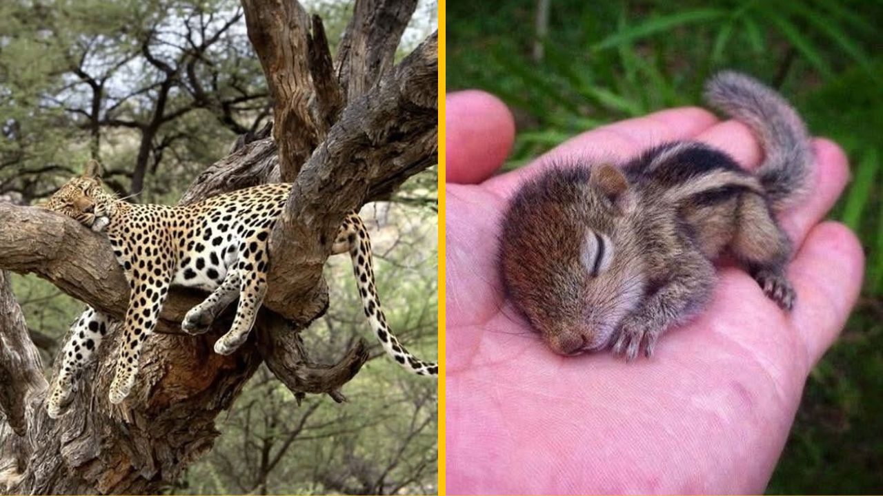 10 vtipných momentiek, ktoré zachytávajú, ako spia zvieratá #2