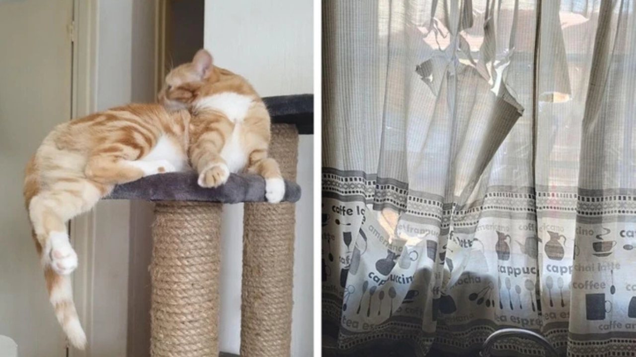 13 domácich miláčikov, ktorí boli prichytený pri nepleche