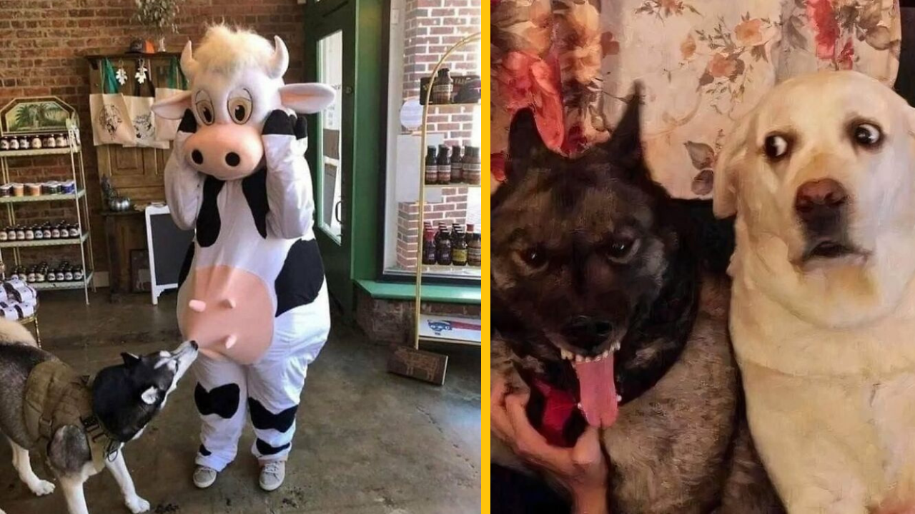 13 zvieratiek, ktoré pobavili internet (1. časť)