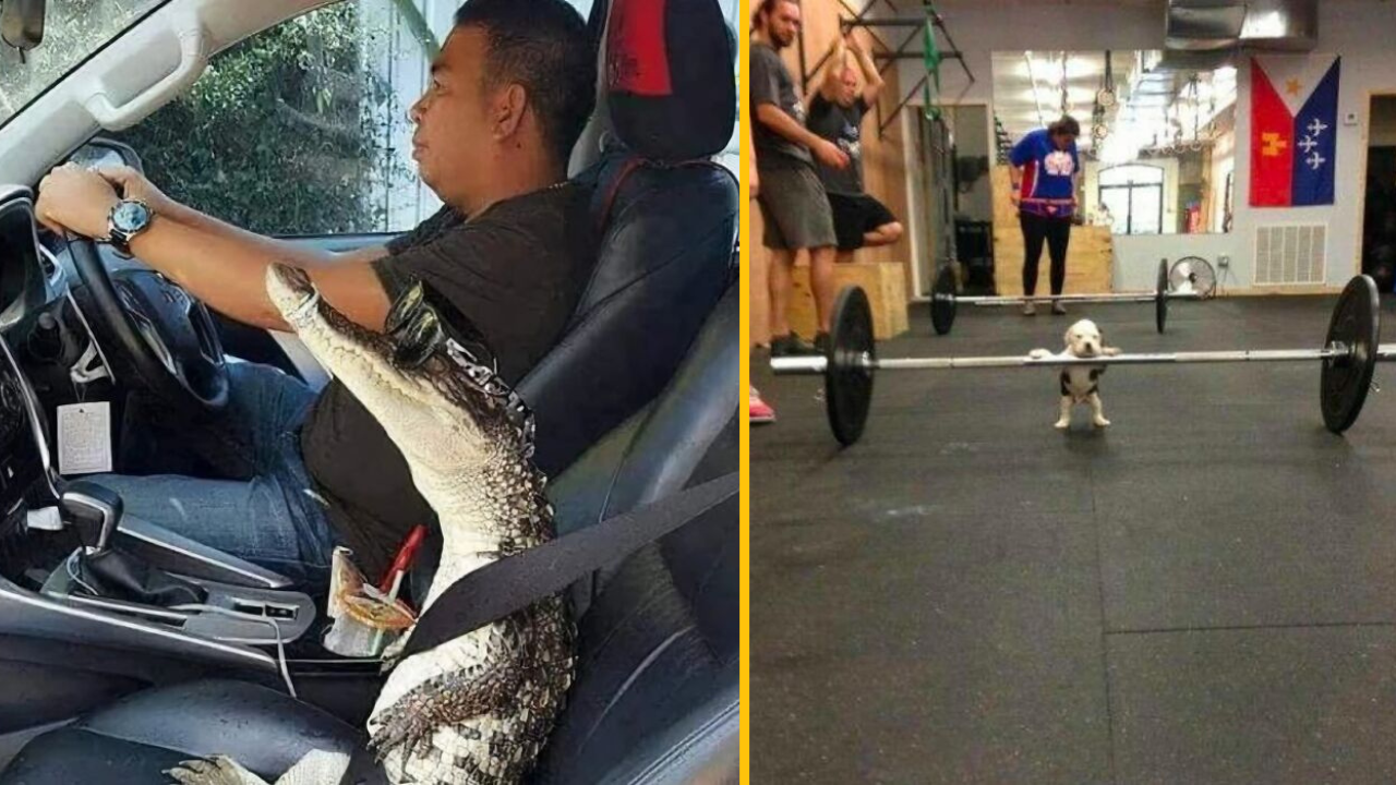 13 zvieratiek, ktoré pobavili internet (2. časť)