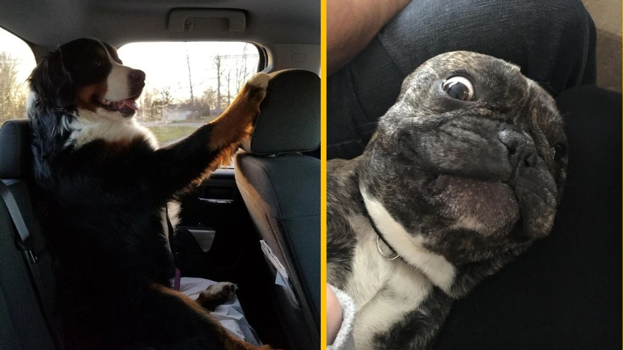 15 domácich miláčikov, ktorí svojim majiteľom zlepšili deň