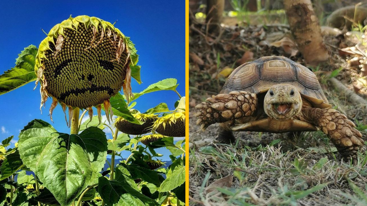 Fotografie dokazujúce, že príroda má aj svoju vtipnú stránku