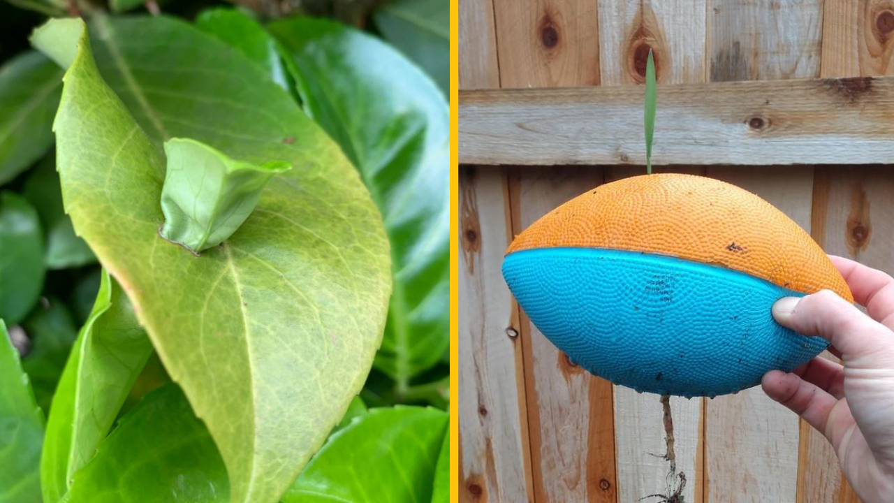 Fotografie, ktoré dokazujú, že príroda si vždy nájde svoju cestu