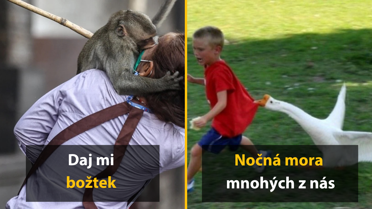 20 fotografií zvierat, ktorým už s ľuďmi došla všetka trpezlivosť