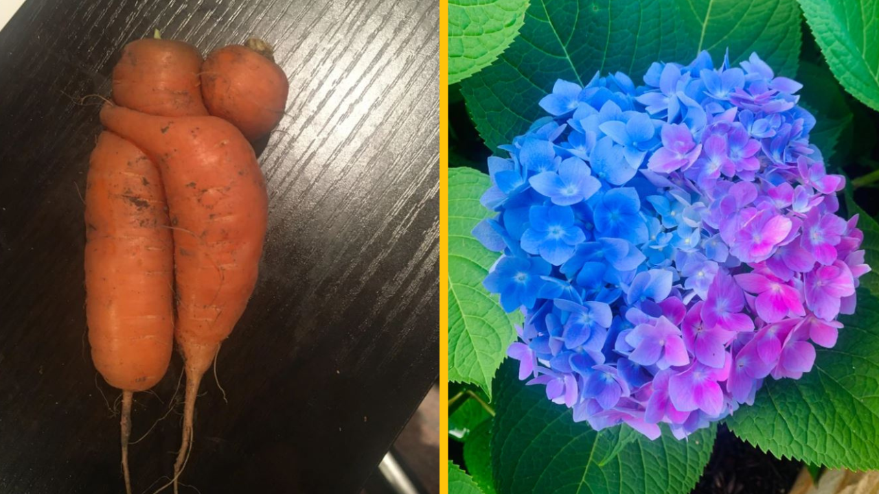 19 nálezov z prírody, ktoré oklamú vaše mozgy