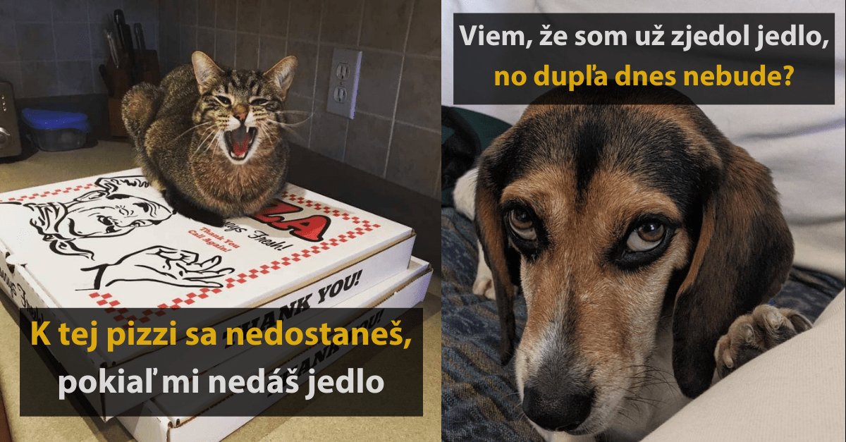 18 milých fotografií domácich miláčikov, ktorí milujú jedlo