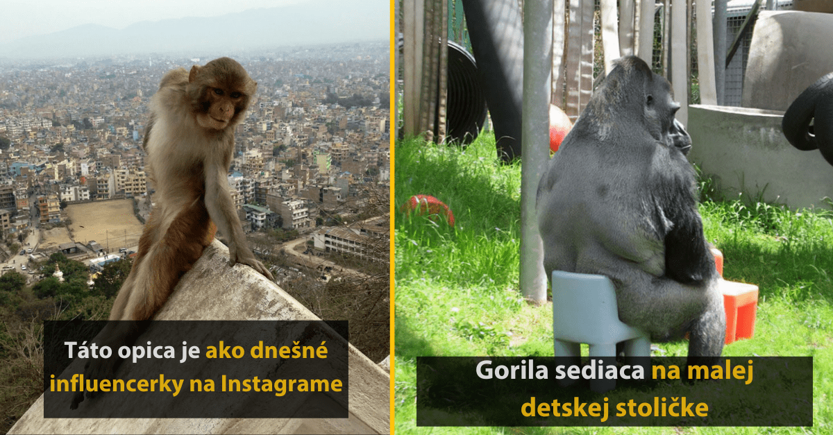 15 vtipných fotografií opíc, ktoré by mohla nabrať rovno modelingová agentúra