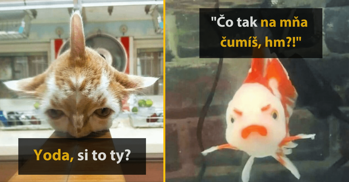 15 milých a vtipných fotografií zvierat, ktoré vám jednoznačne urobia deň