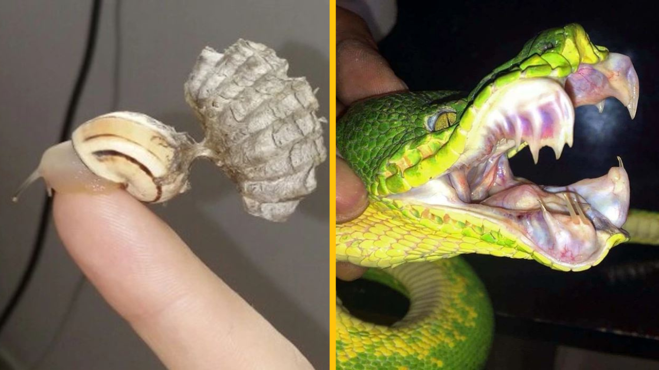 Týmto ľuďom sa podarilo nájsť veci, ktoré nám príroda ukazuje len zriedka