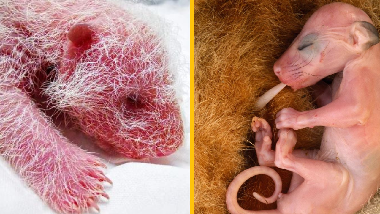 17 fotografií, ktoré ukazujú, aká nežná vie byť príroda