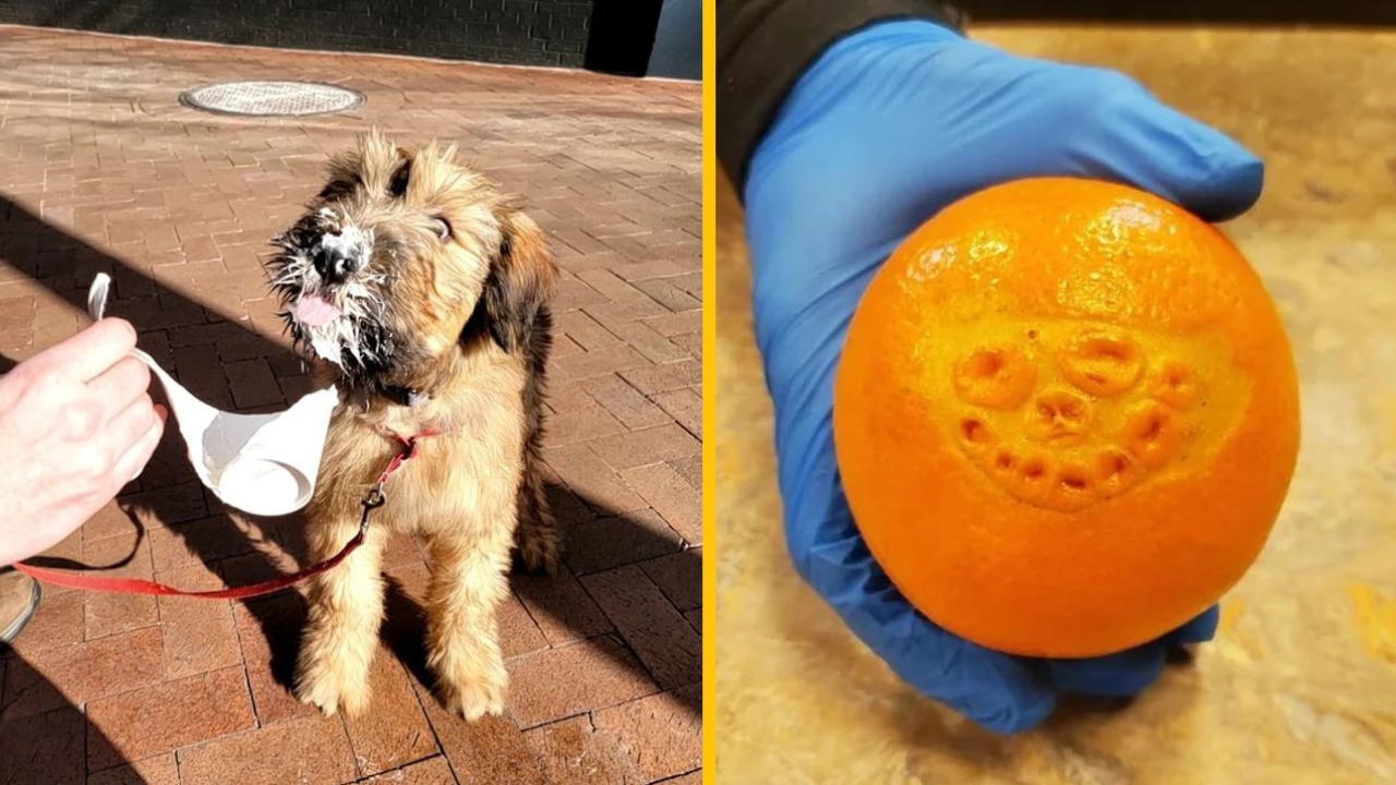 Fotografie, ktoré vás doslova zasypú dobrou náladou