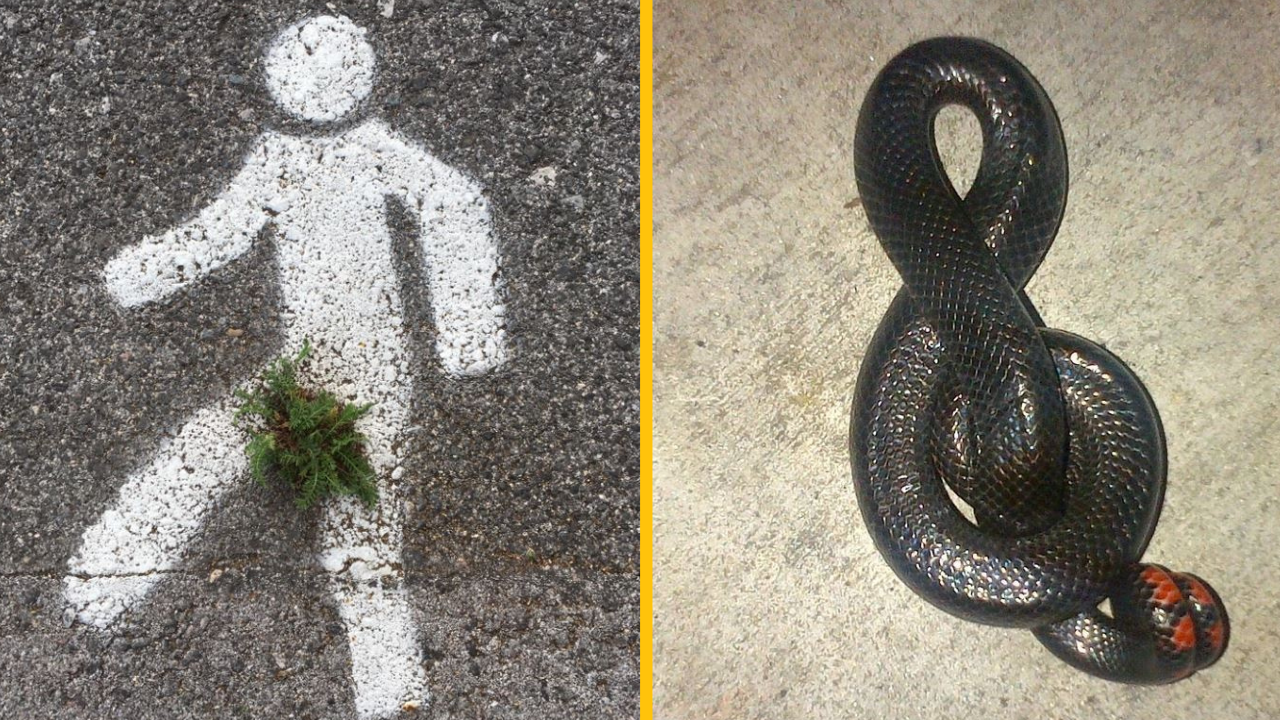 Fotografie, ktoré dokazujú, že príroda je vtipný a drzý umelec