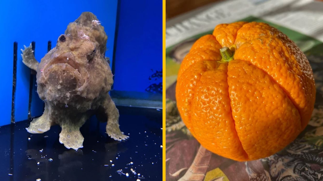 Príroda nám zas dokázala, že stále dokáže okoreniť náš deň nezvyčajnými vecami