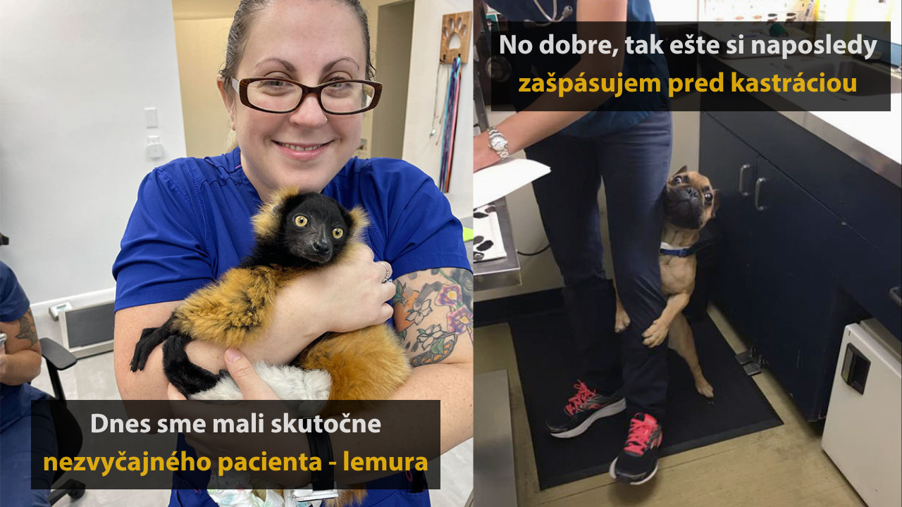Veterinári a ich 10 vtipných stretnutí s chlpatými pacientami #3