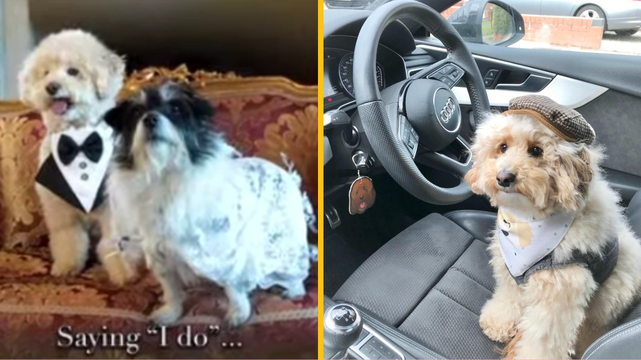 Romantická usadlosť dostala prvýkrát požiadavku na psiu svadbu