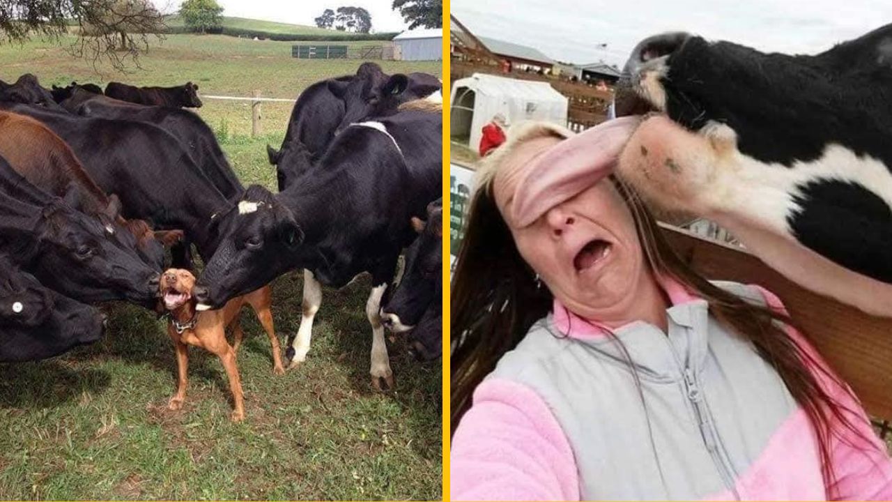 10 funny fotiek, ktoré ukazujú, ako zvieratá bozkávajú ľudí alebo seba navzájom