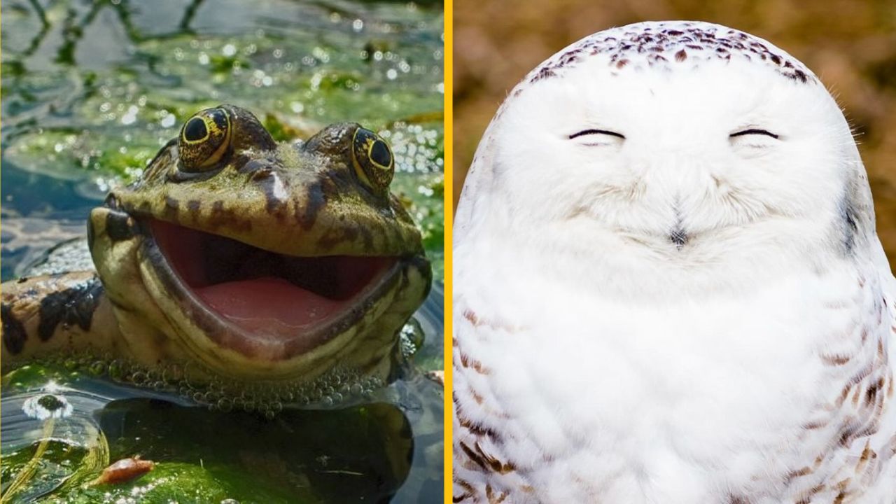 10 vtipných fotiek zvierat a prírody, ktoré vás pobavia #2