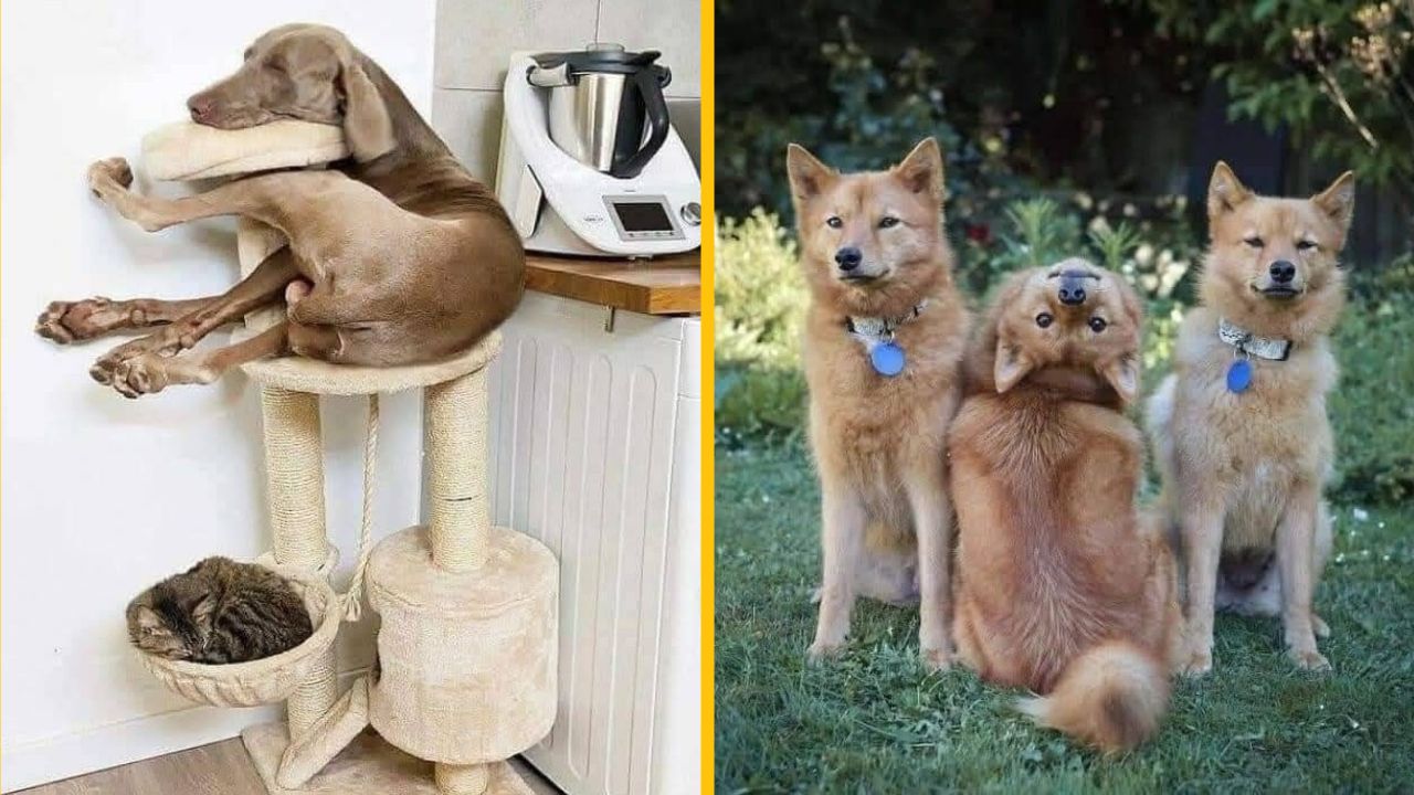 10 milých a zábavných fotiek, ktoré ocenia všetci milovníci psíkov