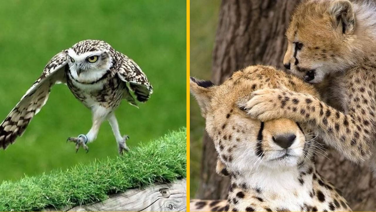 10 vtipných fotiek zvierat a prírody, ktoré vás pobavia