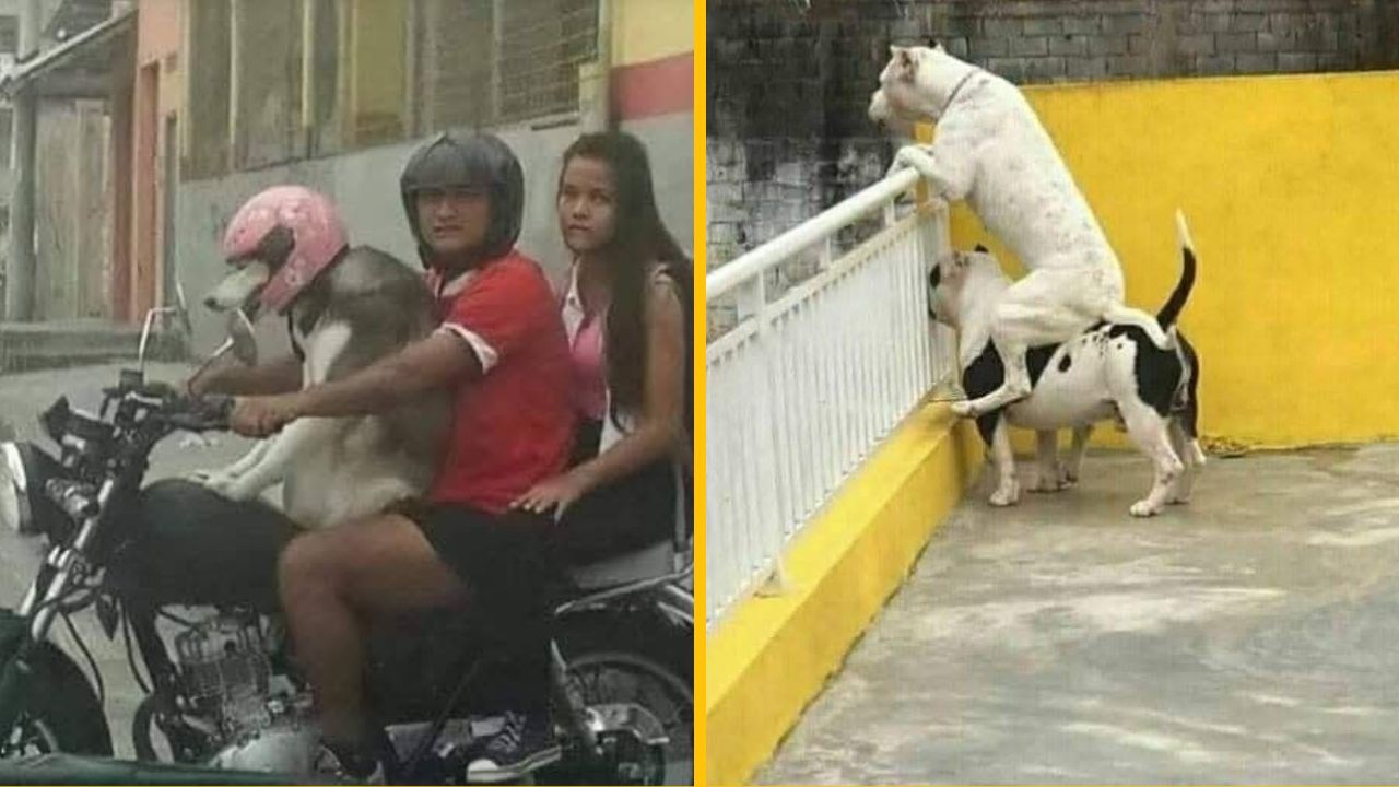 15 náhodných fotografií z ulice, ktoré vás pobavia #4