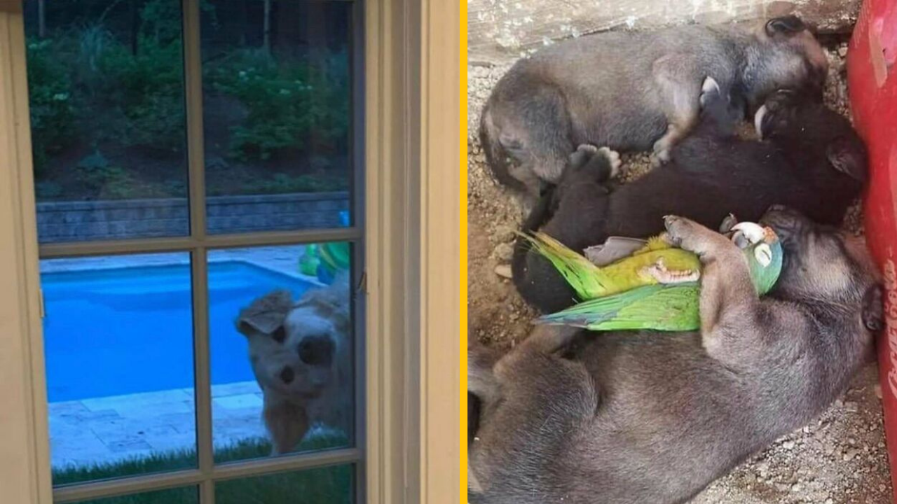 11 milých fotiek, v ktorých hrajú hlavnú úlohu zvieratká #1