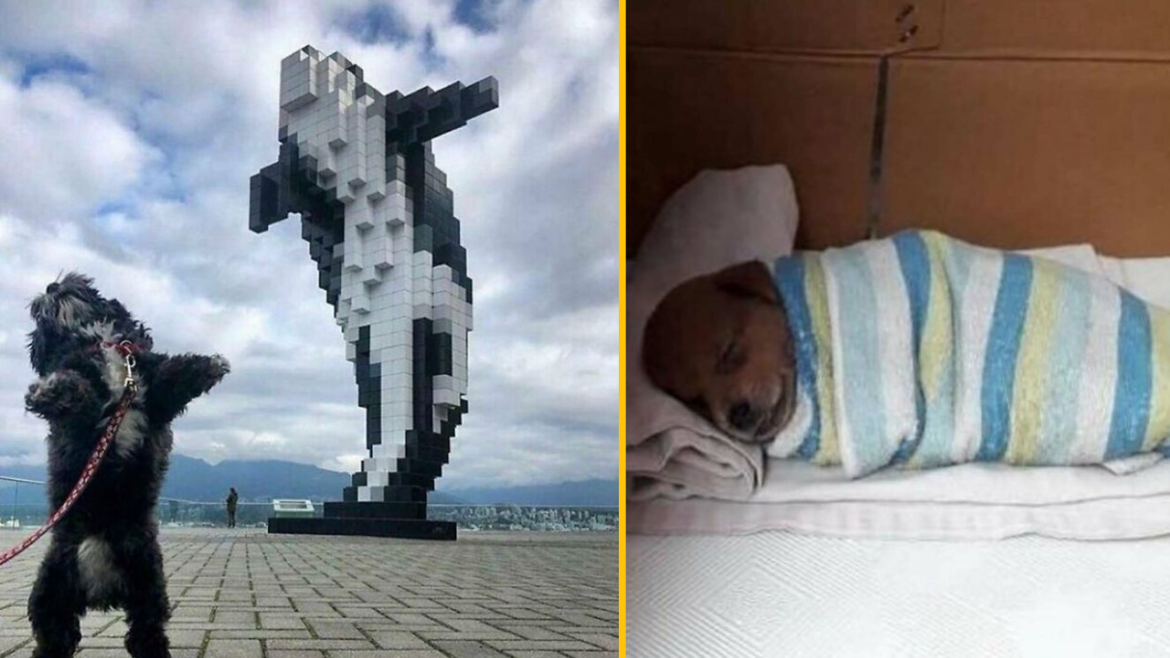 11 milých fotiek, v ktorých hrajú hlavnú úlohu zvieratká #2