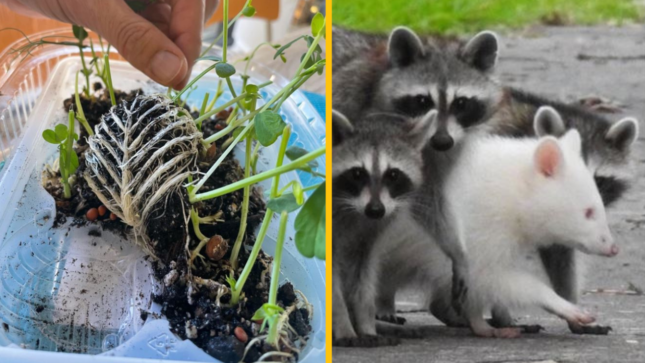 17 momentov, kedy sa matka príroda rozhodla byť kreatívna