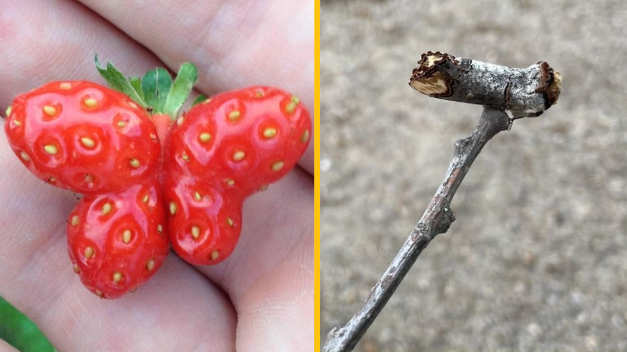 Príroda sa nás opäť rozhodla prekvapiť tým najneočakávanejším spôsobom