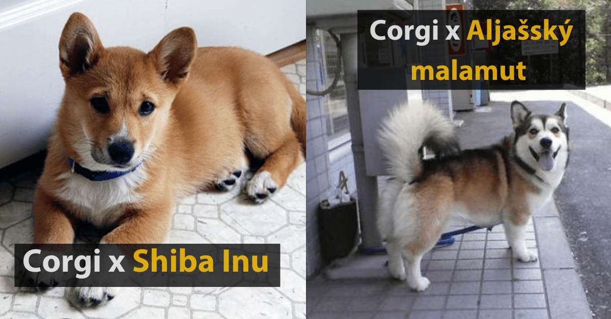 Myslíte si, že psie plemeno Corgi už nemôže byť roztomilejšie? Počkajte, kým uvidíte týchto 20 jeho krížencov!