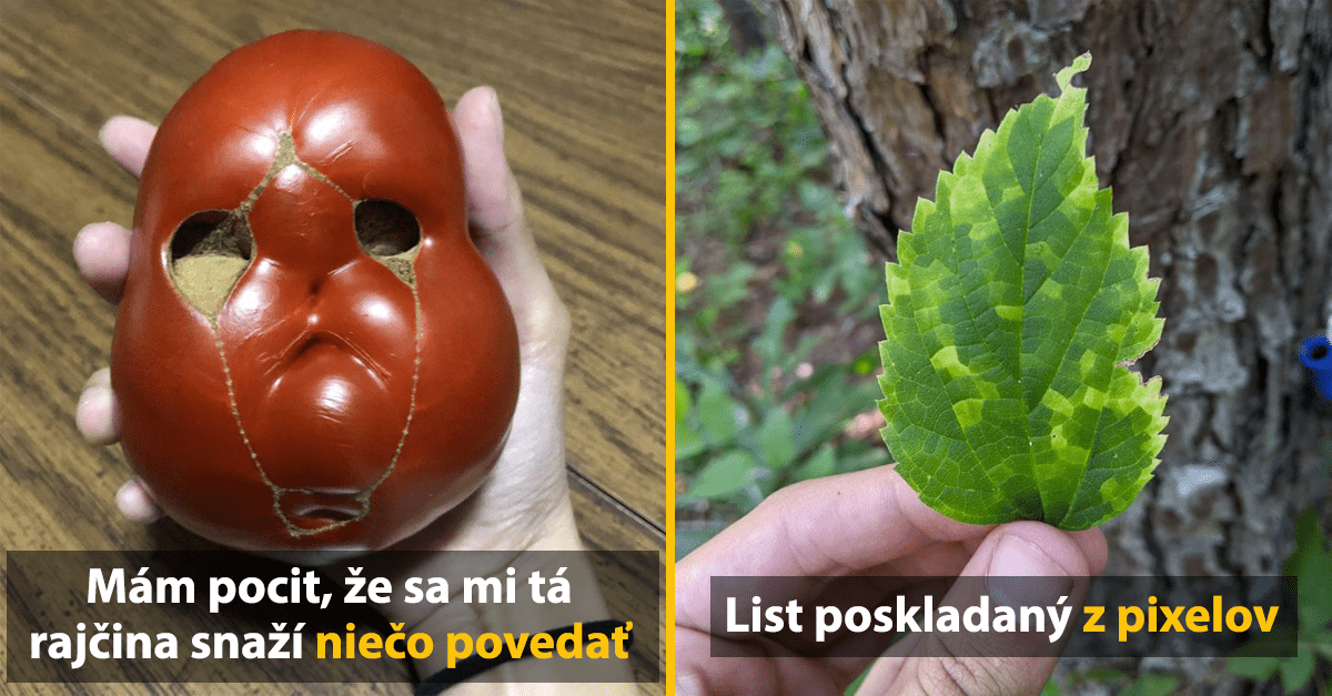 10+ zaujimavých fotografií z prírody, ktoré sa podarí zachytiť iba raz v živote