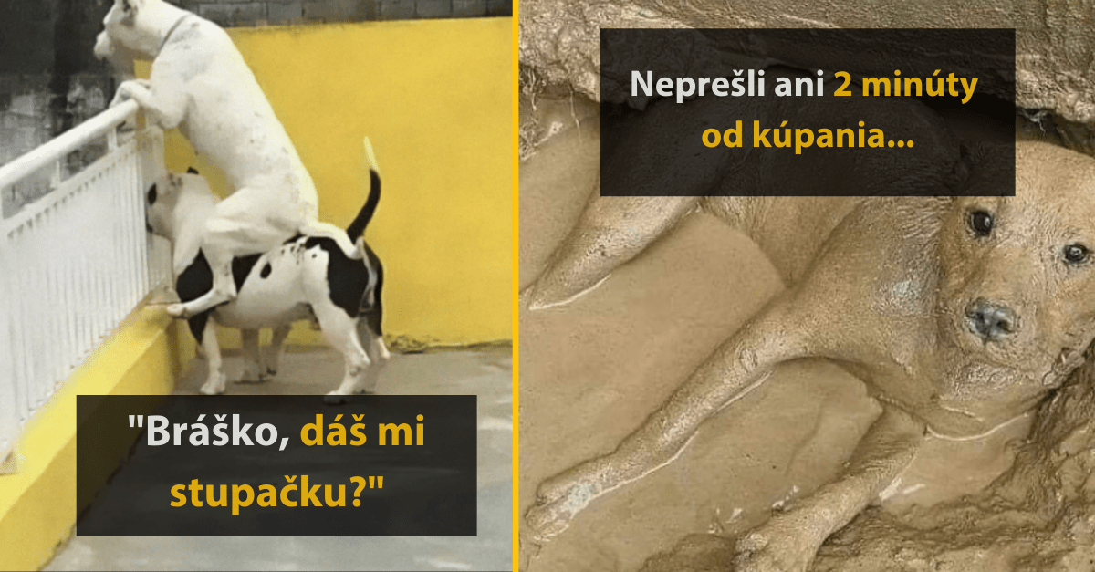 13 psov, ktorí majú očividne veľmi vtipnú povahu