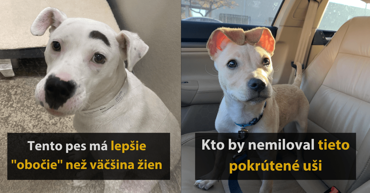 17 unikátnych fotografií zvierat, ktoré podčiarkujú ich výnimočnosť