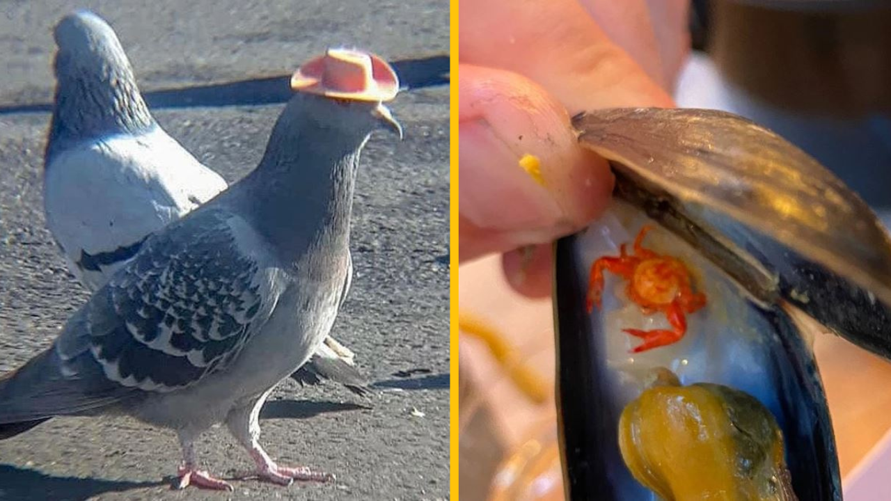 Nezabudnuteľné okamihy, ktoré príroda zanechala v našej každodennej rutine