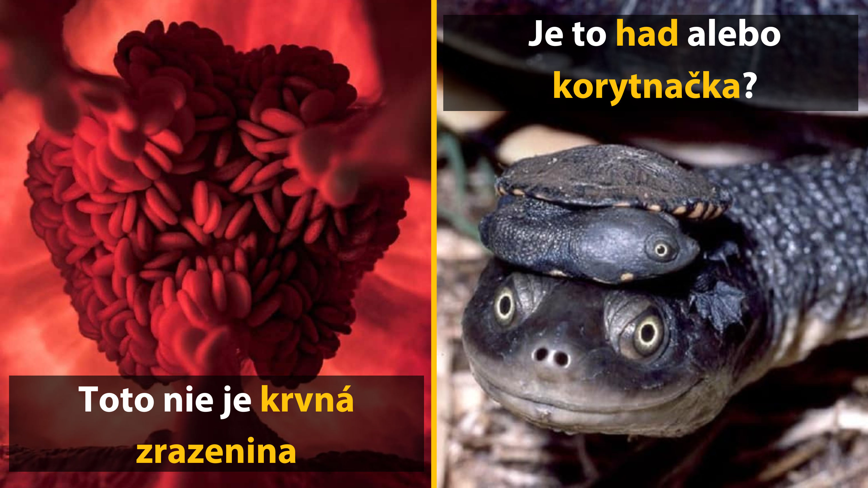 15 optických ilúzií, ktoré vás prinútia pozrieť sa dvakrát