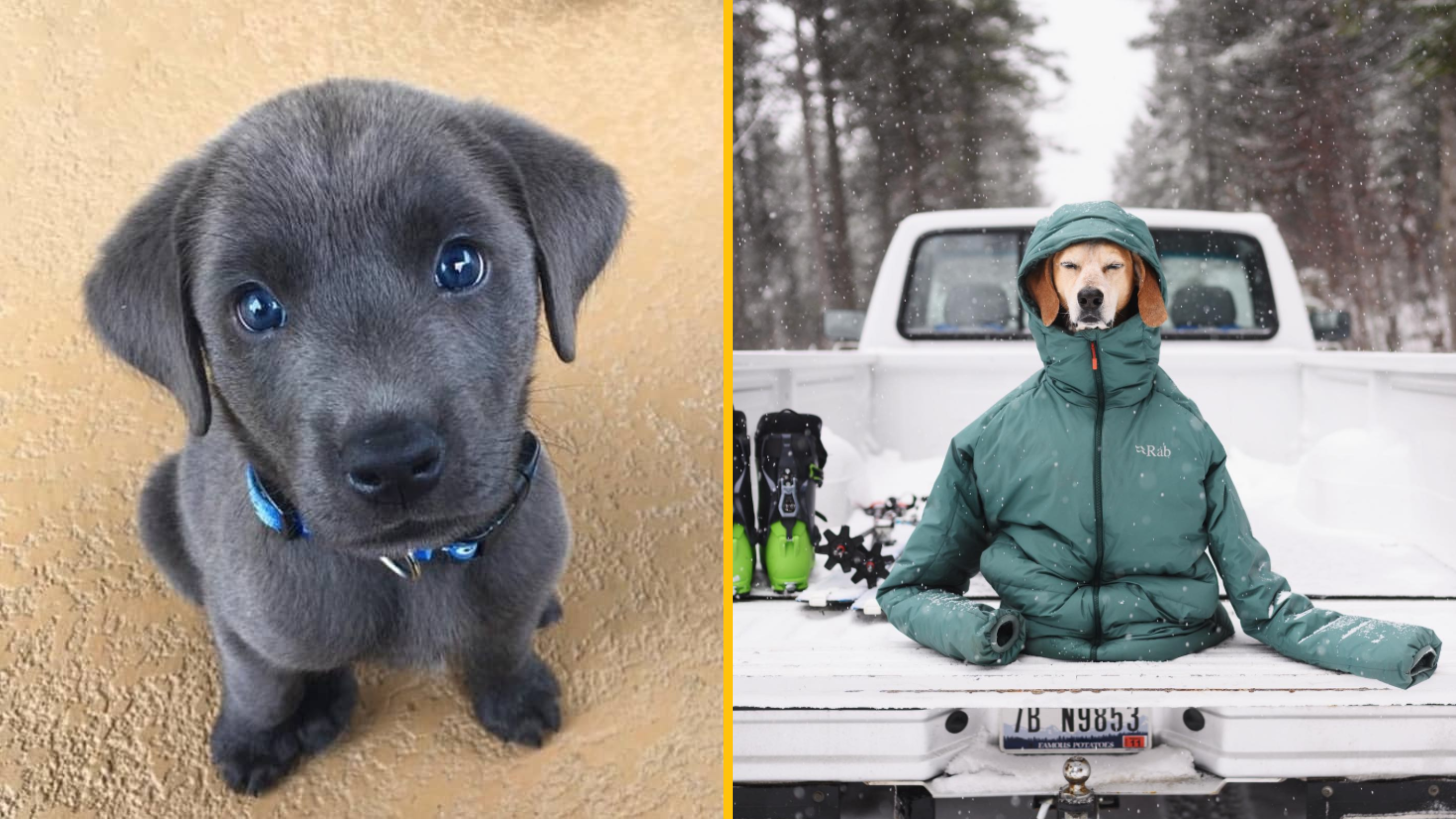 13+ rozkošných zvieratiek, ktoré vám zaručene zlepšia deň