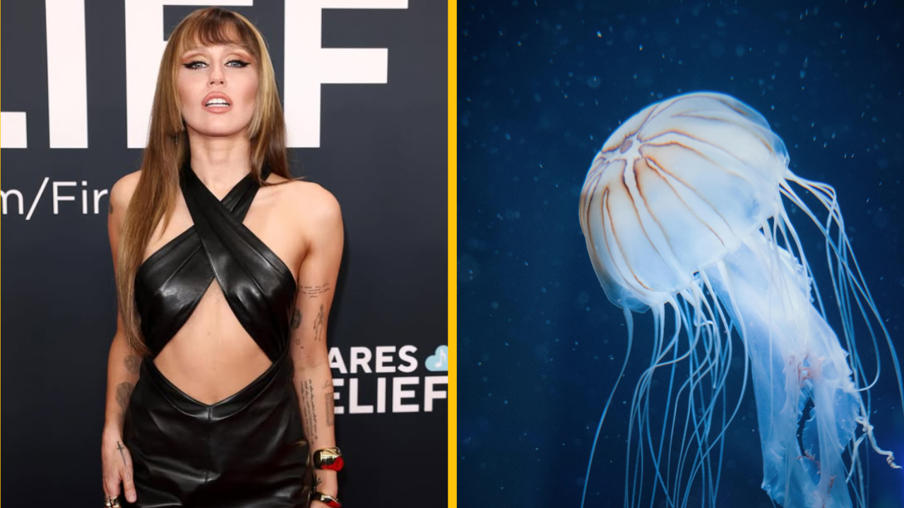 Najnovší vlasový trend je účes „na medúzu“. Kaderníčky hovoria, že je to to najhoršie, čo kedy videli.